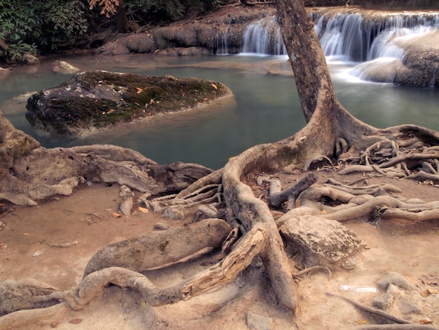 Ile zab ma korzeni a ile kanałów?