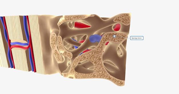 Co to jest okostna i jakie pełni funkcje?